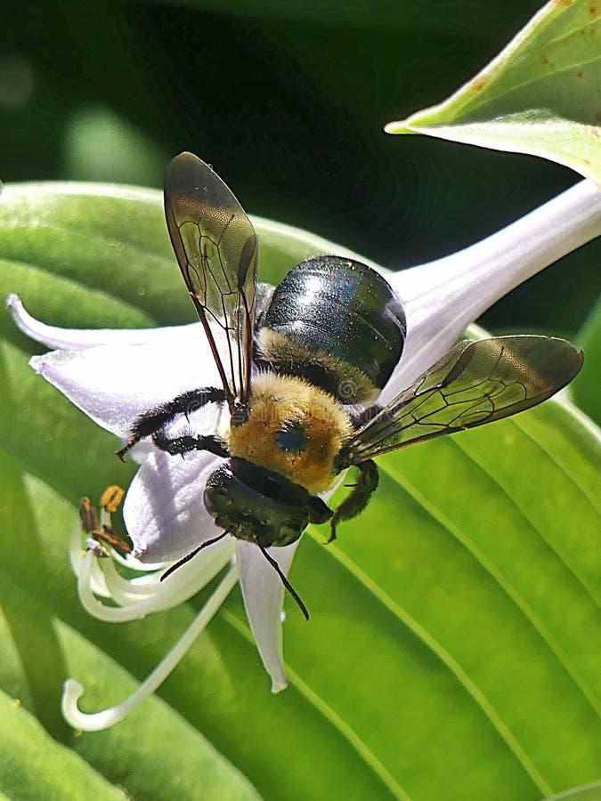 Bee di falegname in una vista aerea di ventilatore rosa solitario immagini stock libere da diritti Bee di falegname in una vista aerea di ventilatore rosa solitario immagini stock libere da diritti