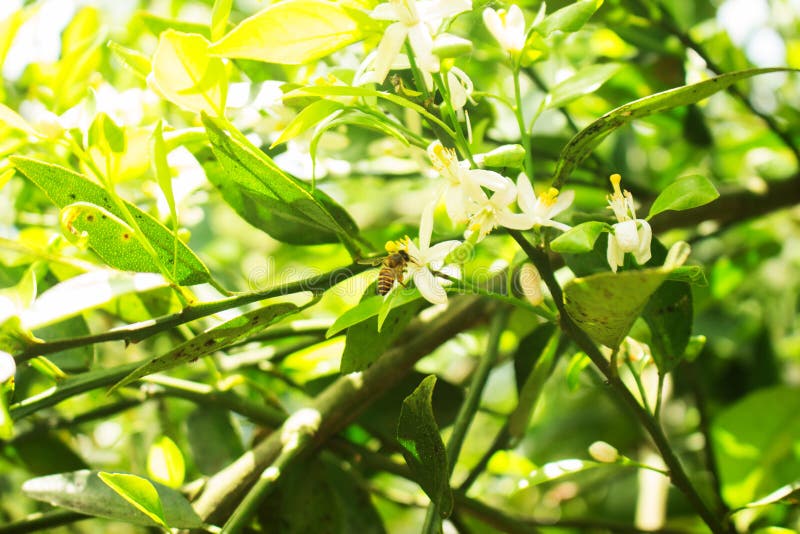 Bee Drink Citrus sinensis White Flower royalty free stock photo Bee Drink Citrus sinensis White Flower royalty free stock photo