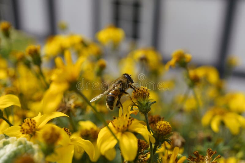 A Bee Drinks Nectar from Flowers in a Flower Bed, Stock Image Image