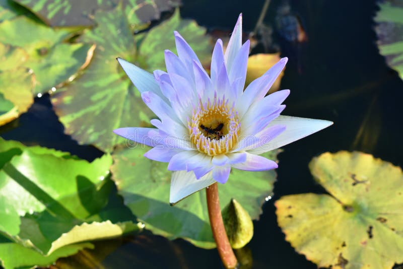 Bee drown to death in lotus pollen on pool