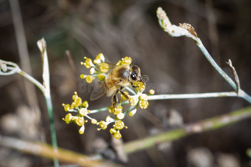 Bee eat pollen stock image. Image of bloom, nature, botanical 159365171