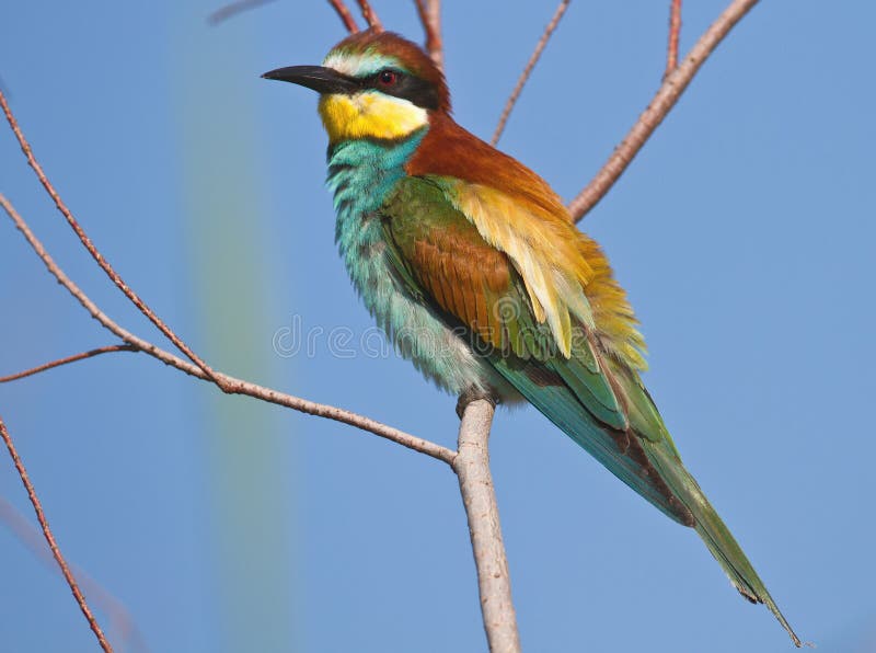 Bee-eater