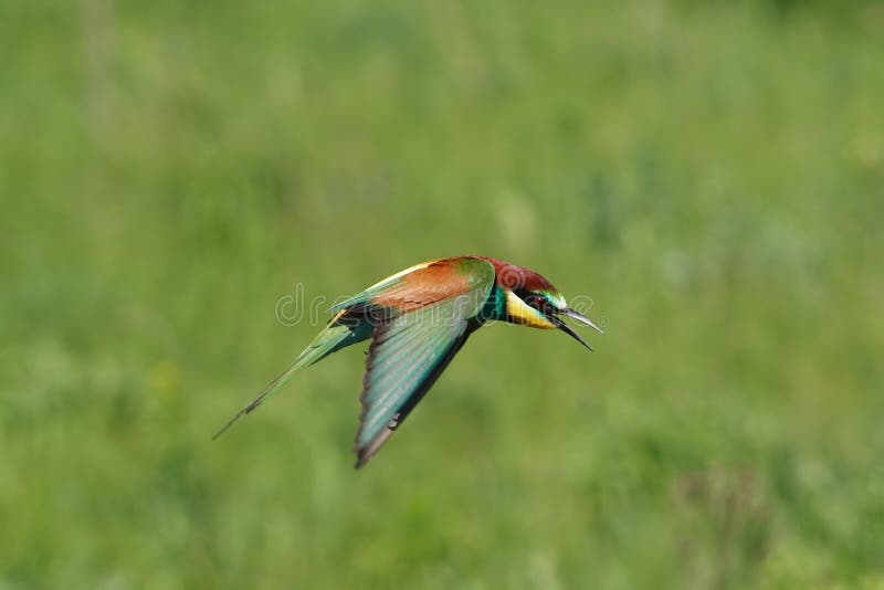 Bee-eater