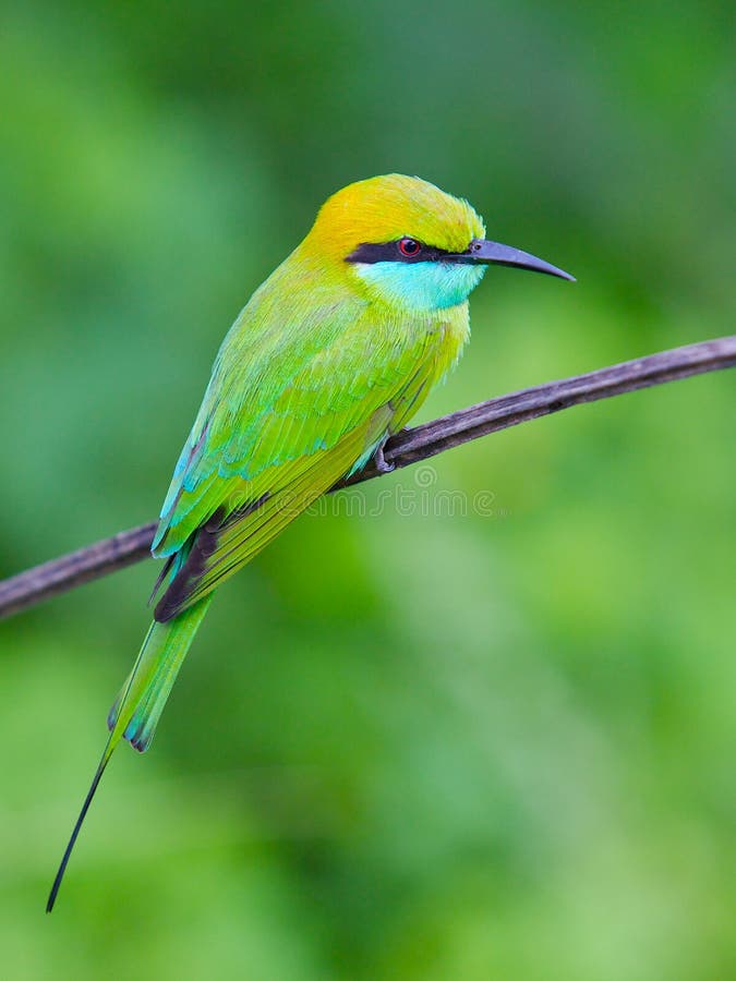 Bee-eater che si siede su una filiale