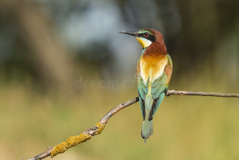 Bee-eater, Merops Apiaster. a Insect Eating Bird Stock Photo - Image of  beak, tropic: 132087090