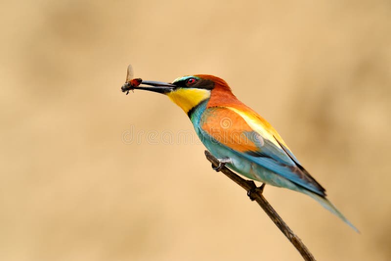 Bee-eater europeo (Merops Apiaster)