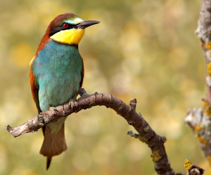Bee-eater l'uccello di mille colori