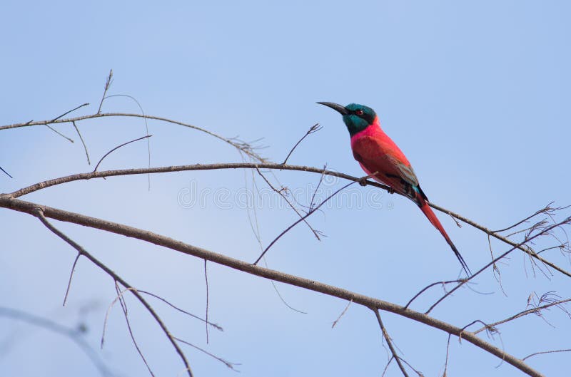 Bee-eater nordique de carmin photographie stock Bee-eater nordique de carmin photographie stock