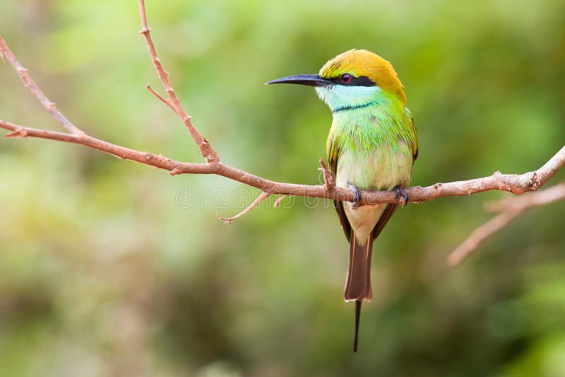 Bee-eater verde