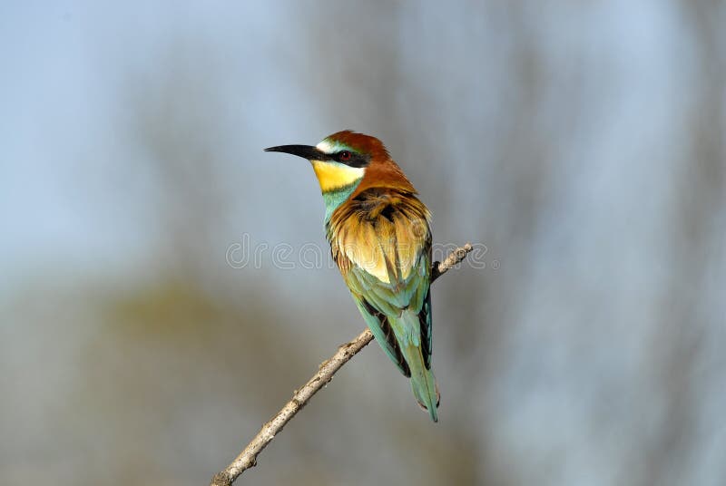 The bee-eaters in spring in the flower fields of Avila. Spain