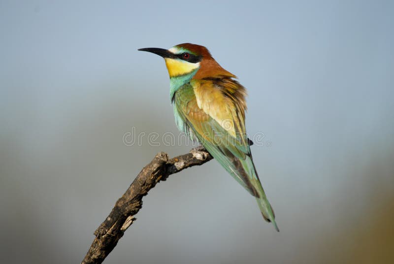 The bee-eaters in spring in the flower fields of Avila. Spain