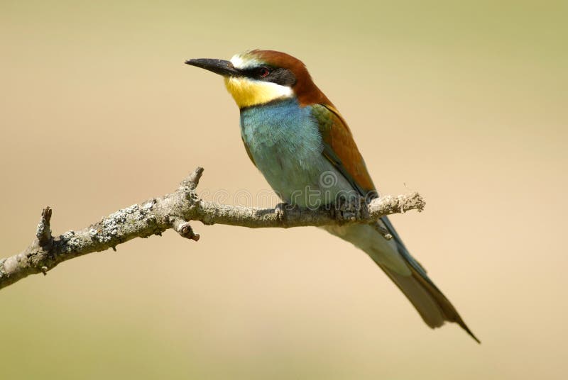 The bee-eaters in spring in the flower fields of Avila. Spain