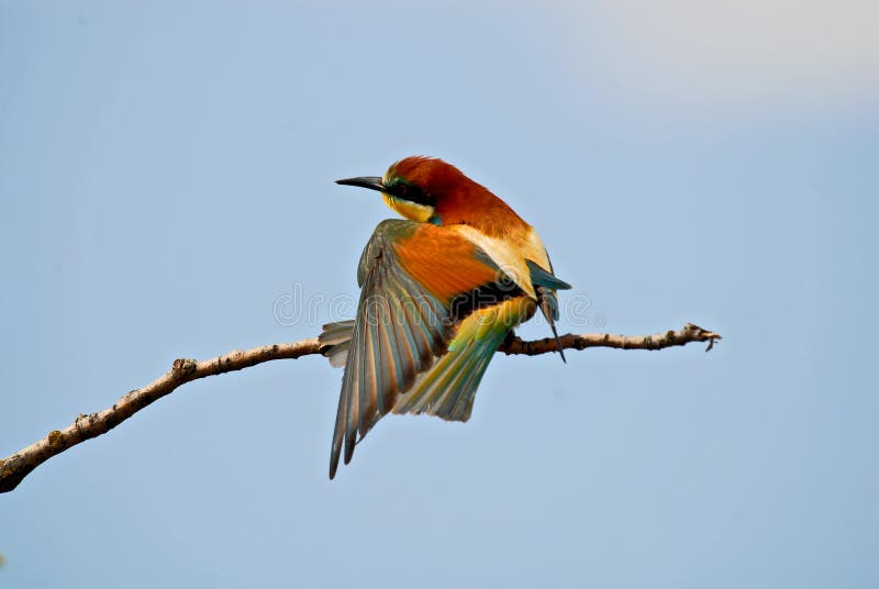 The bee-eaters in spring in the flower fields of Avila. Spain