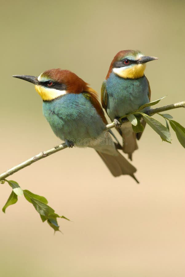 The bee-eaters in spring in the flower fields of Avila. Spain