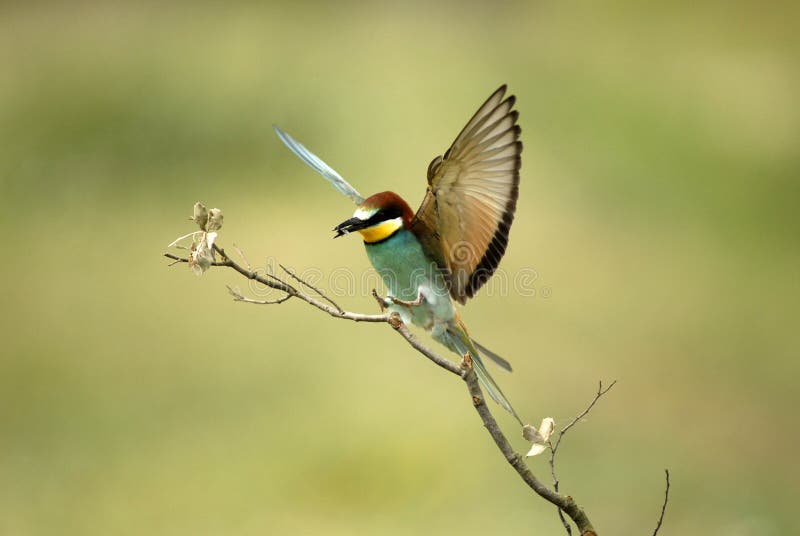 The bee-eaters in spring in the flower fields of Avila. Spain