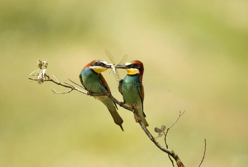 The bee-eaters in spring in the flower fields of Avila. Spain