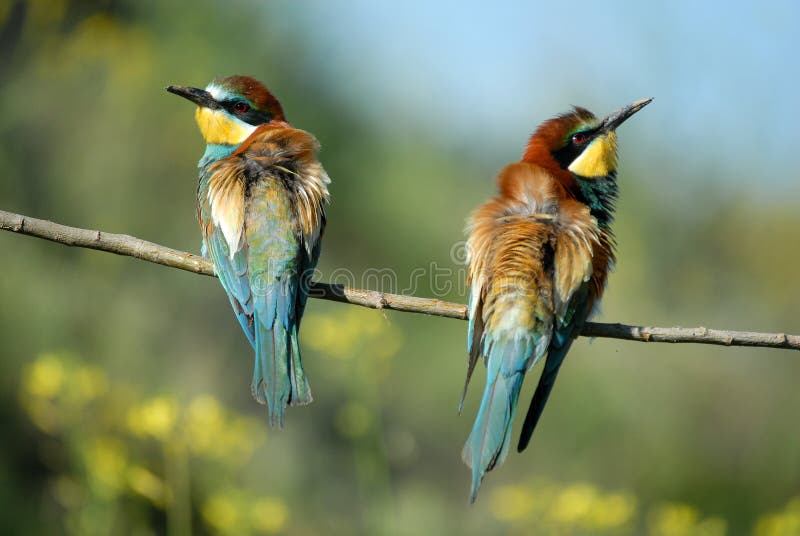 The bee-eaters in spring in the flower fields of Avila. Spain