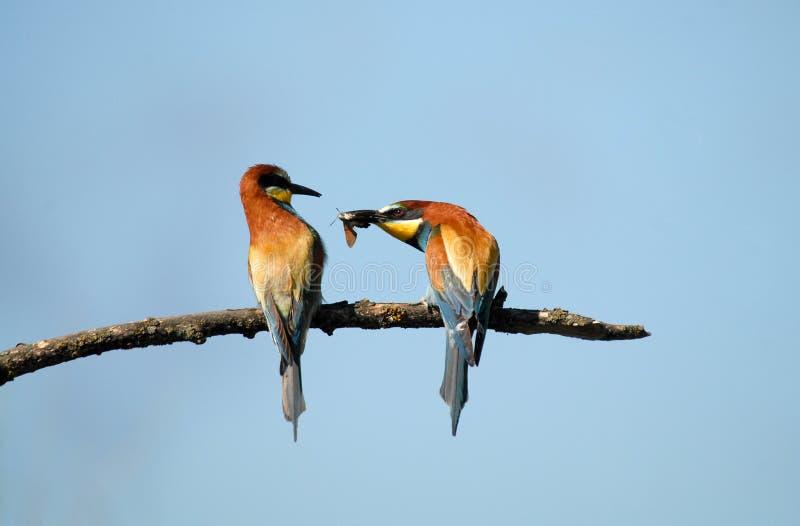 The bee-eaters in spring in the flower fields of Avila. Spain