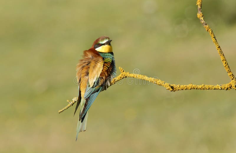 The bee-eaters in spring in the flower fields of Avila. Spain