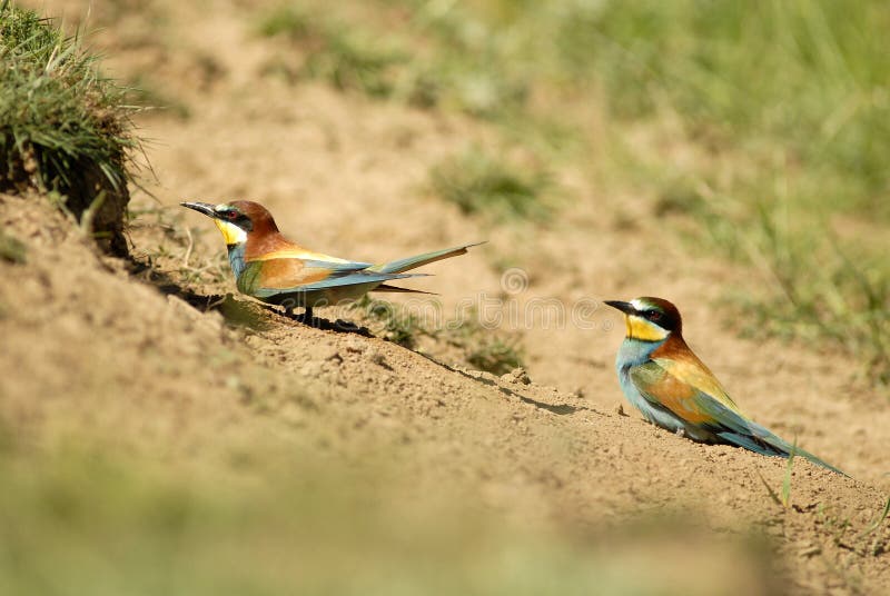 The bee-eaters in spring in the flower fields of Avila. Spain
