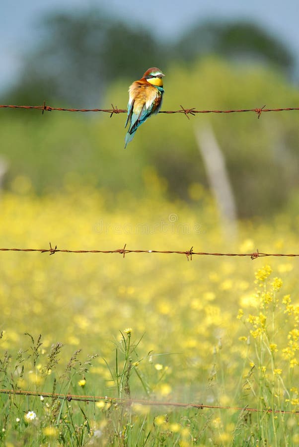 The bee-eaters in spring in the flower fields of Avila. Spain