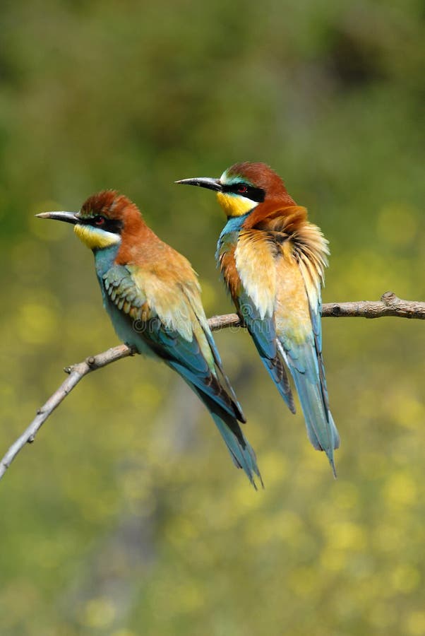 The bee-eaters in spring in the flower fields of Avila. Spain