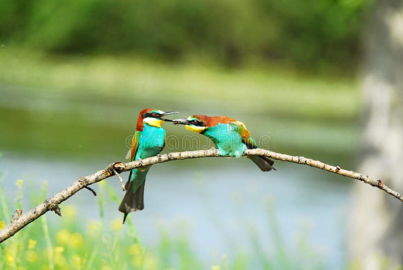 The bee-eaters in spring in the flower fields of Avila. Spain