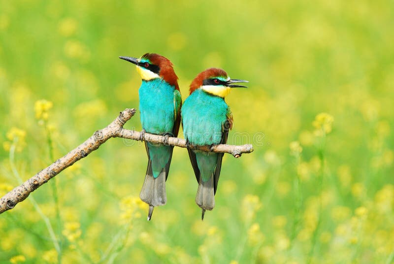 The bee-eaters in spring in the flower fields of Avila. Spain
