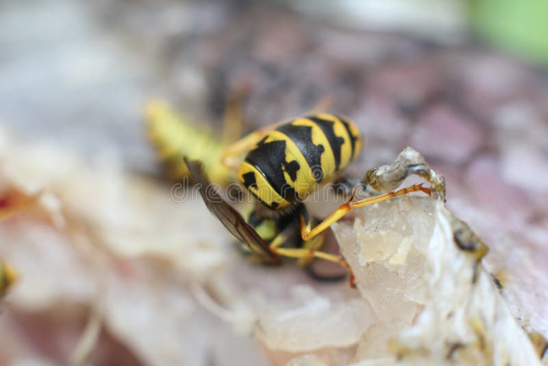Close Up Of Wasp Eating Meat Stock Photo Image of close
