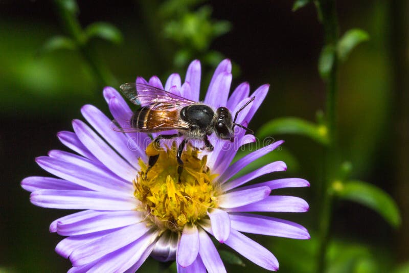 Bee Eating, Sucking the Violet Flower S Syrup Stock Image - Image of ...