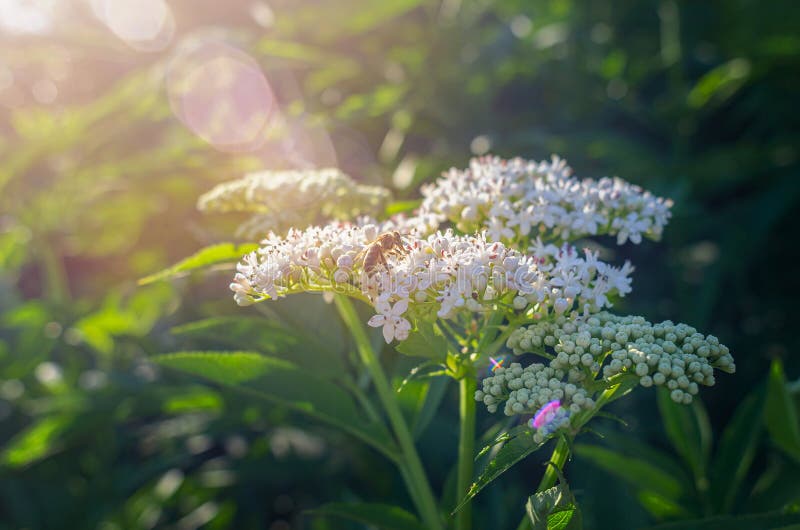 Bee on an elderflower on a green branch under the sun\'s rays. Medicinal plant stock photography