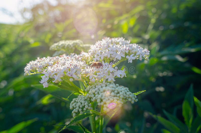 Bee on an elderflower on a green branch under the sun\'s rays. Medicinal plant royalty free stock image