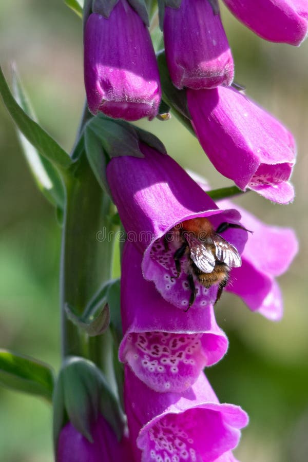 Bee entering foxglove flower in spring