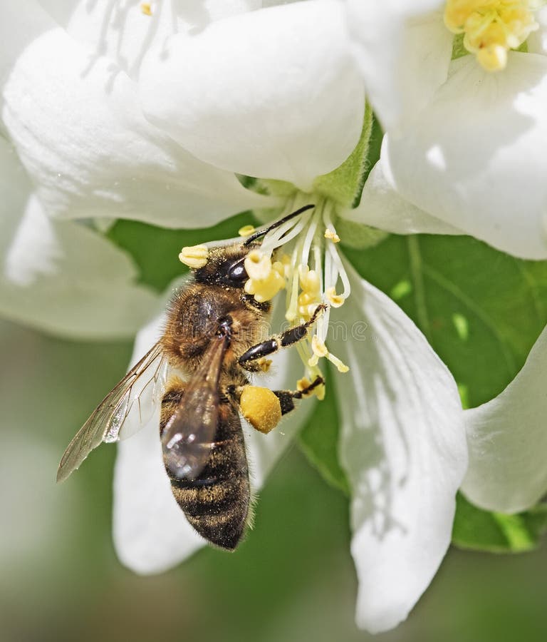 Bee extracts nectar stock images Bee extracts nectar stock images