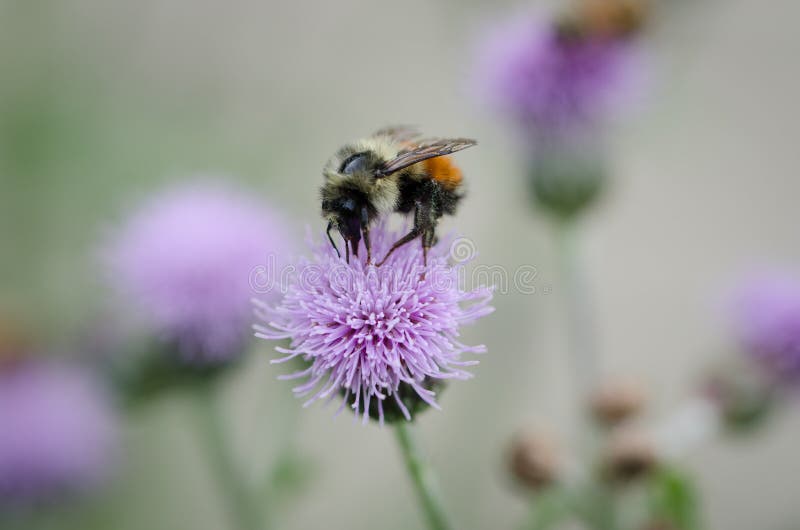 Bee feeding on a thistle royalty free stock photography Bee feeding on a thistle royalty free stock photography