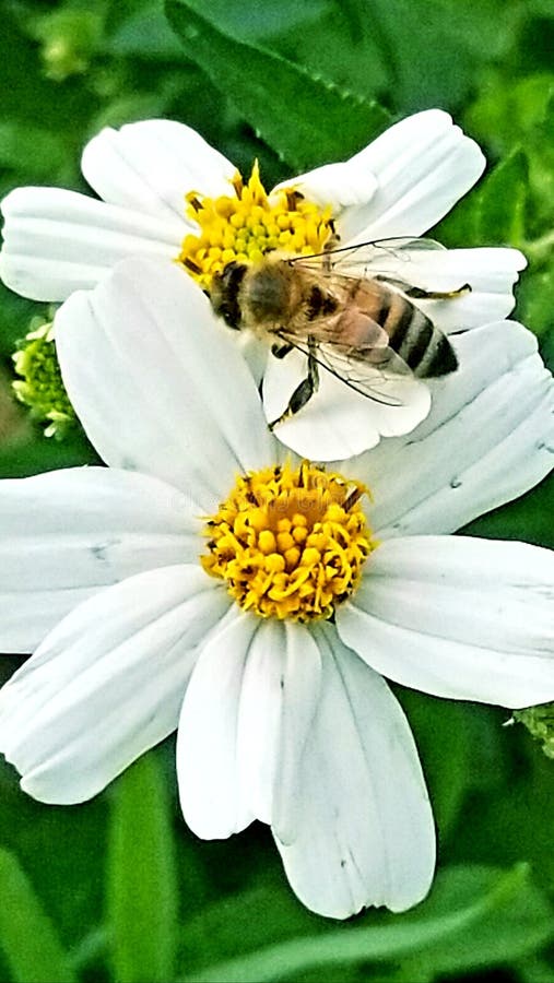 A bee feeding on a wild daisy stock image A bee feeding on a wild daisy stock image