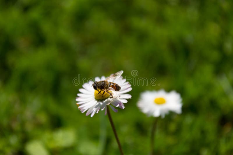 Bee Flies on Daisy Flower in a Green Field Stock Image Image of