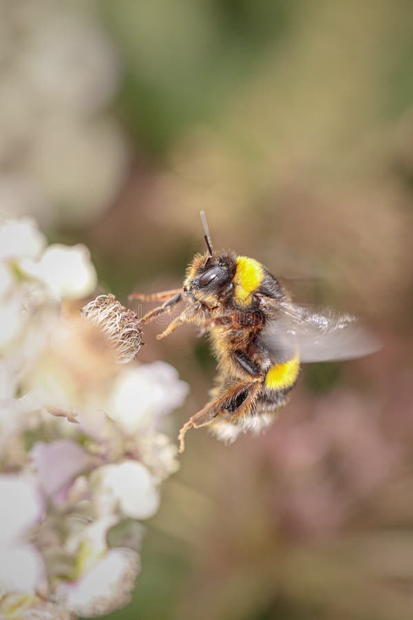 Bee in Flight among Flowers Stock Photo Image of flora, fluffy 247051144