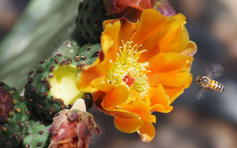 A Bee in Flight to an Orange Prickly Pear Cactus Flower