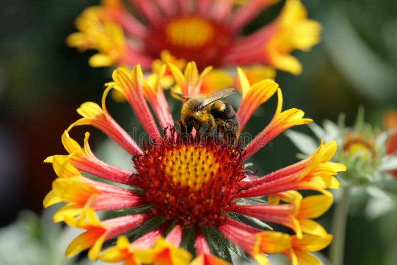 Bee on flower 1