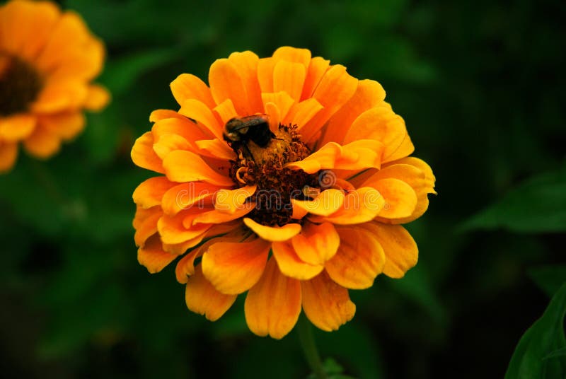 Un stata la raccolta di polline su un yello-fiori d'arancio.