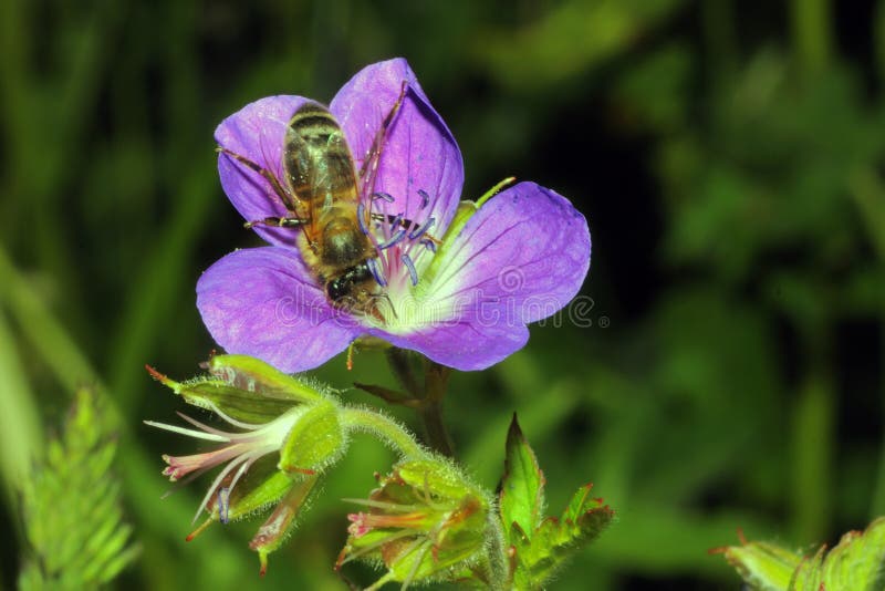 Bee in a flower