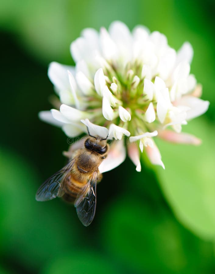 Bee and flower