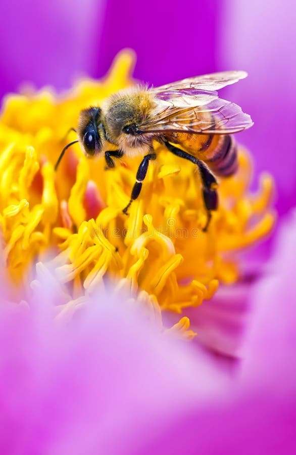 Bee in flower