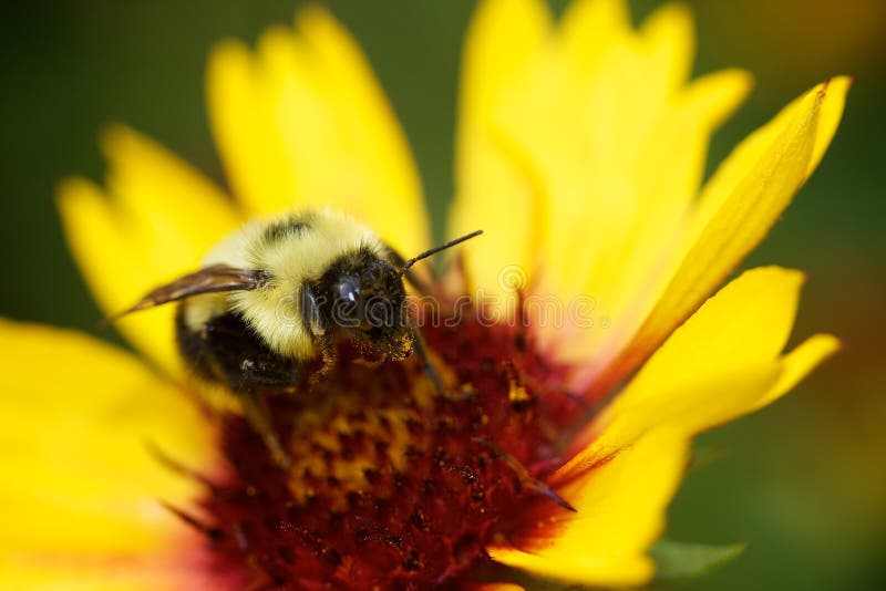 Bee on Flower