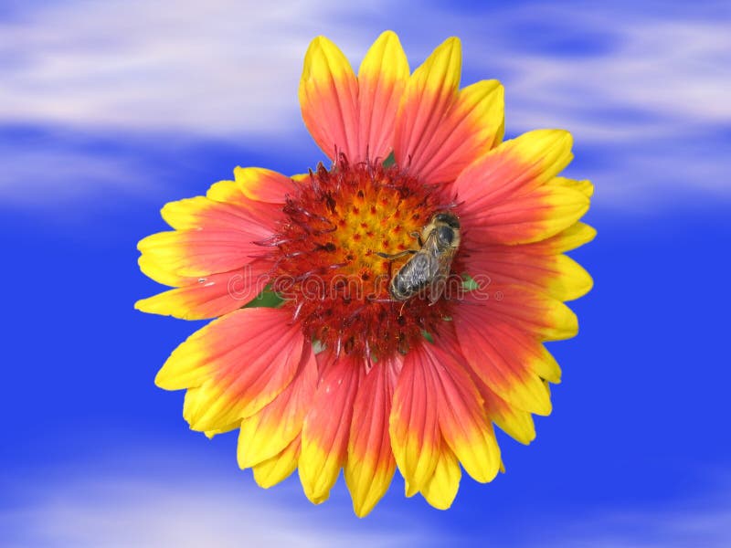 Bee on flower