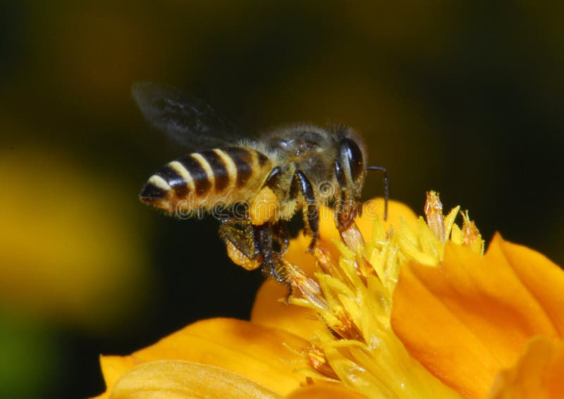 Miel de abeja flor en jardín.