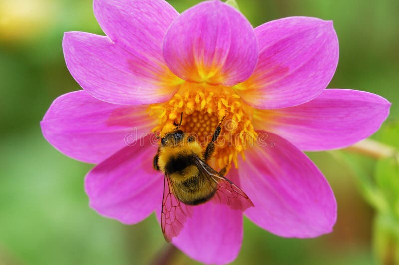 Bee and flower