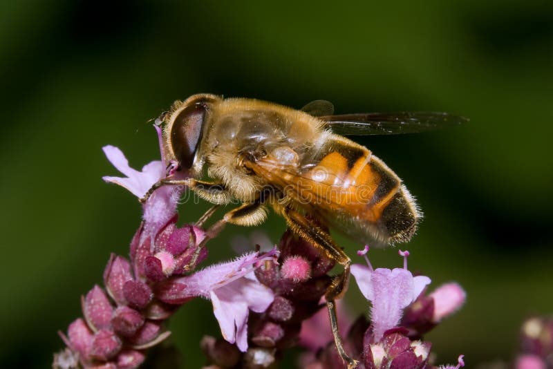 Bee on flower