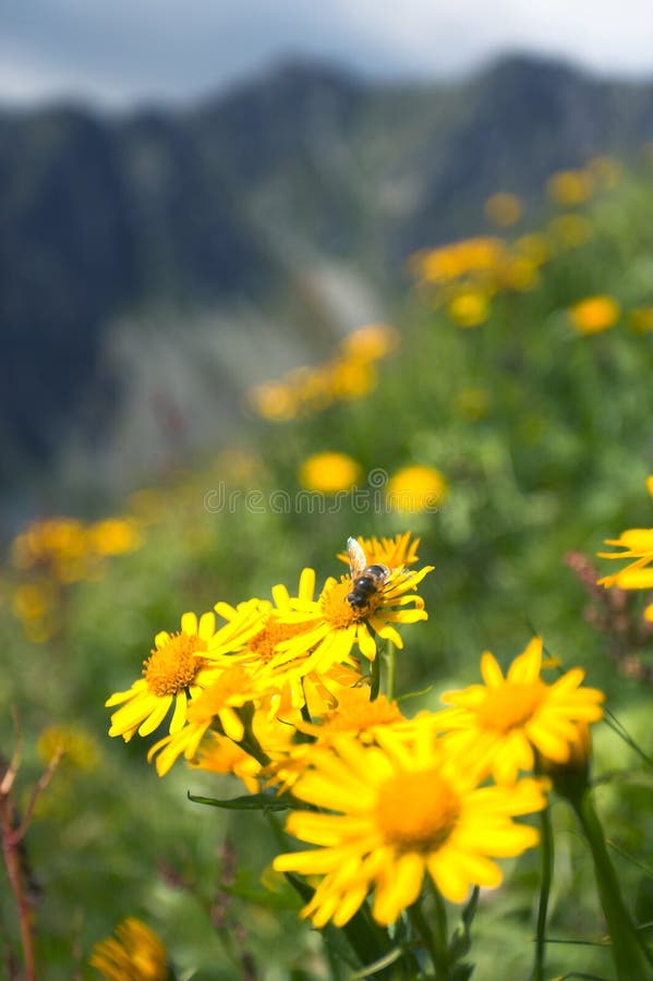 A Bee on the Flower